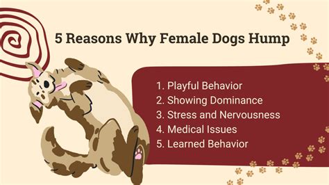 dog is horny|9 Ways to Calm a Sexually Excited Dog